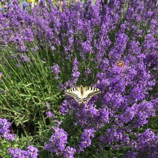 Schmetterling_Lavendel_1