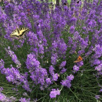 Schmetterling_Lavendel_3